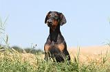 DOBERMANN 896